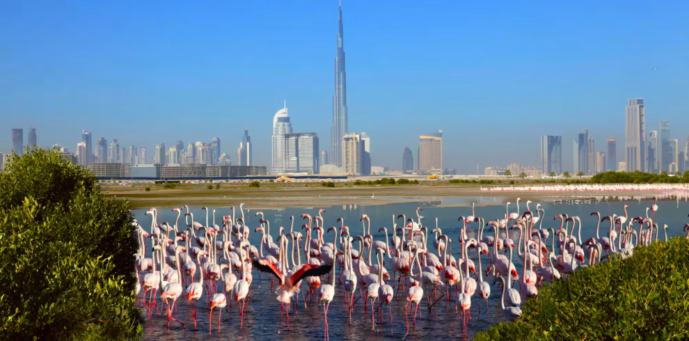 Dubai Wellness, Nature & Creative Architecture Tour